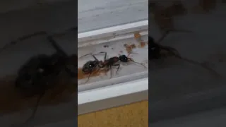 My huge Bull ant queen!! ( Myrmecia nigrocincta )