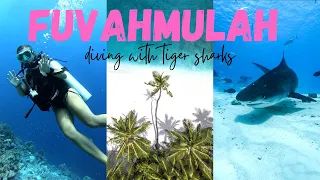 Tiger Sharks in Maldives | Fuvahmulah island | Ataraxis Grand and Spa | George and Sav