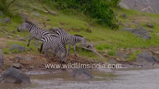 Desperate drinks: Zebras quench their thirst amidst crocodile watch