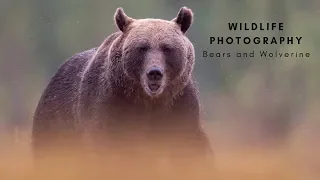 Wildlife Photography - BEARS and WOLVERINE | The travel to Finland