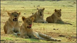 LIONS HUNTING AND KILLING | ANIMALS HUNTING MOMENTS | LION PRIDE WORKS TOGETHER TO HUNT | 1080p