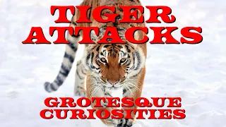 Tiger Attacks | Grotesque Curiosities