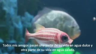 SUBTITULADA the salmon dance - the chemical brothers sub español (official) SUBTITULOS