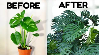 I Wish I Knew These Monstera Tips 5 Years Ago