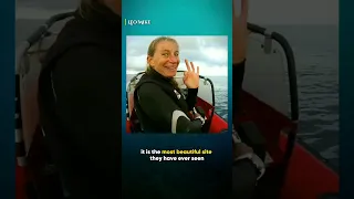 Rescue Team Saved Mother Whale