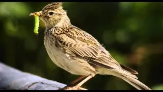 Skylark Bird Call Bird Song