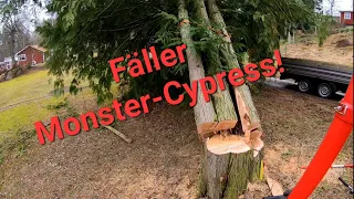 Trädfällning, monster-cypress och flera klättringar under dagen.