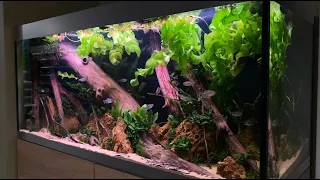 'African river' aquarium biotope for reedfish - making of - Oase HighLine 400