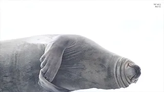 [Xmas special] Chonky seals scratching themselves
