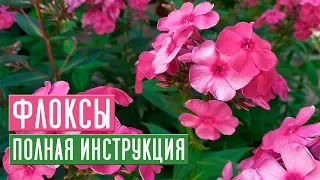 ФЛОКСЫ 🌺 Все секреты ухода за прекрасными цветами / Садовый гид