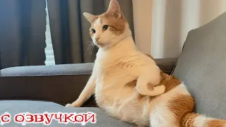 Приколы с котами! С ОЗВУЧКОЙ! СМЕШНЫЕ КОТЫ! Самые смешные ЖИВОТНЫЕ! ПОПРОБУЙ НЕ ЗАСМЕЯТЬСЯ!