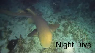 Night Diving with Sharks! (Is this a bad Idea) #underwater #shark #ocean #nightdive #sea