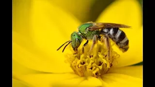 Native Pollinator and Beneficial Insect Conservation in Vineyards