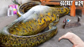 What Did I Feed My Giant Anaconda?