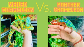 Veiled Chameleon Vs. Panther Chameleon