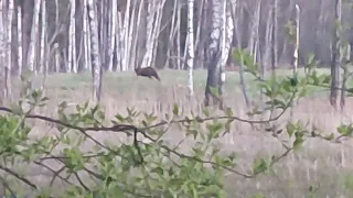 лось весной, кушает траву на коленях