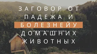 Заговор от падежа домашних животных.