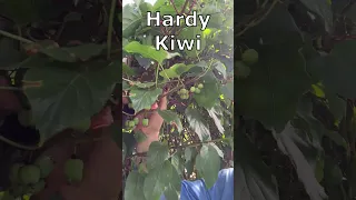 Hardy Kiwi: you can eat kiwi skin!  Grow Hardy Kiwi and Fuzzy Kiwi