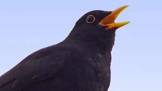Song and calls of the Blackbird ☀️ Birds of Croatia ☀️ Relax with the beautiful song of Blackbird