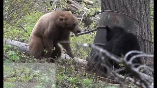 Bear FIGHT caught on camera!!