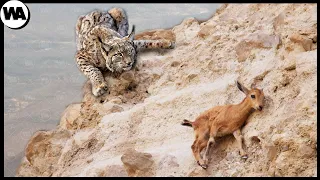 Los Depredadores Fallan Persiguiendo a Sus Presas. Parkour de Animales Increíble