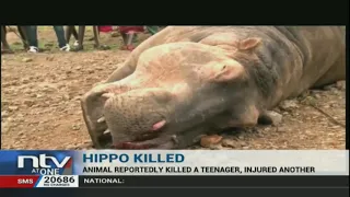 KWS rangers shoot down a stray hippo which killed a 17 year old boy