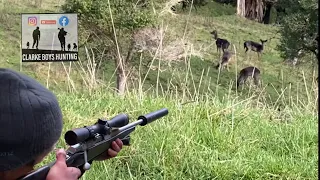 Shooting mobs of Deer and Pigs