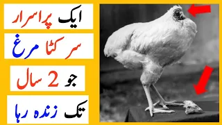 Real Story Headless Chicken | Miracle Mike The Chicken That Lived For 18 Months Without A Head