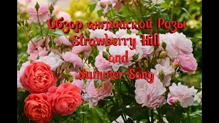 Английские Розы Strawberry Hill & Summer Song