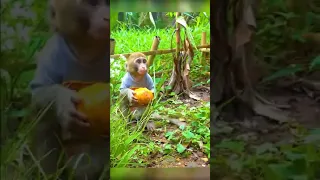 Orange So Monkey Cute Baby Harvest