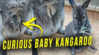 Curious Baby Kangaroo Comes Out of Pouch to Check What’s Up