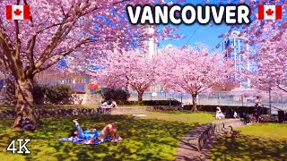 🇨🇦 【4K】🌸🌸🌸 Cherry Blossoms 2024 in Downtown  Vancouver BC, Canada| Sakura |