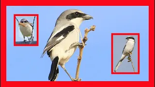 Loggerhead Shrike Song! Loggerhead Shrike Call! - Alcaudón Americano Canto - Lanius Ludovicianus
