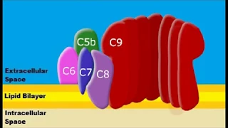 Formation of Membrane Attack Complexes