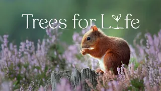 Trees for Life is rewilding the Scottish Highlands