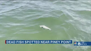 Dead fish spotted near Piney Point as red tide lingers in Tampa Bay