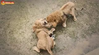 Тайна исчезновения Чоли и Персея РАСКРЫТА! Львы. Тайган. Lions life in Taigan.