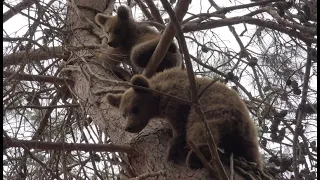 Real Life Teddy Bears