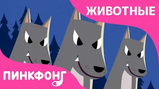 Ночные Животные | Песни про Животных | Пинкфонг Песни для Детей