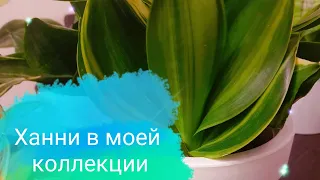 Сансеверии Ханни /Sansevieria hahnii в моей коллекции. Полный обзор на январь 2024 г.