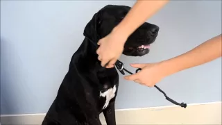 DIY Dog Head Halter in 15 seconds (or less!)