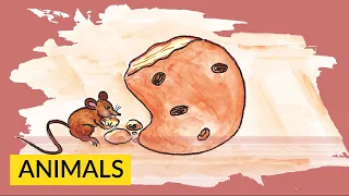 Animals Short Story for Children: The Greedy Mouse