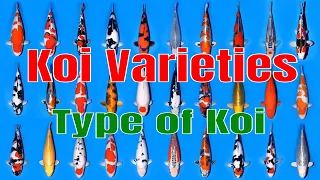 Koi Varieties List - Type of Koi