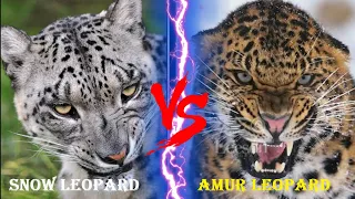 AMUR LEOPARD VS SNOW LEOPARD - Amur Leopard VS Snow Leopard Who Would Win