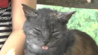 Кот сушит язык (cat dries tongue)