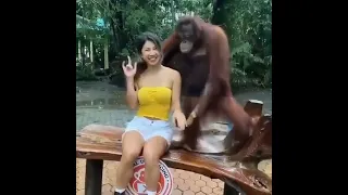 Smart orangutan.