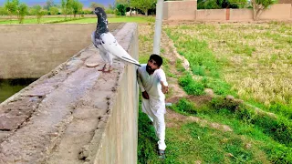 Garmi Main Thaka Hoa Kabooter Pakar Liya 😍 | Pets Vlog