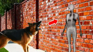 The Dog Kept Barking At The Wall, And When It Opened, Everyone Screamed！