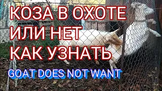 ♥Как узнать в охоте коза или нет.