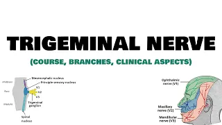 Trigeminal nerve | Course, Branches, Clinical aspects | Neuroanatomy | MedVidsMadeSimple